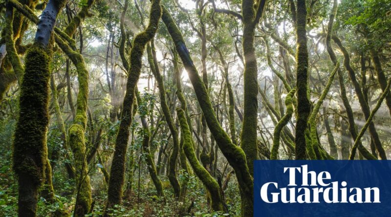 'Cloud-milking': a zero-energy method to keep young trees alive